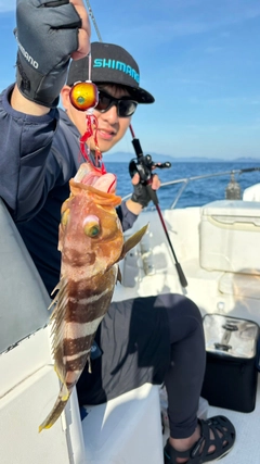 アオハタの釣果