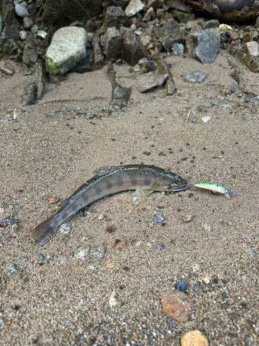 イワナの釣果