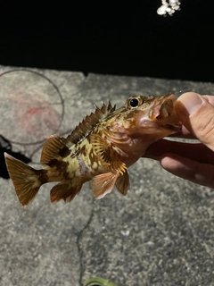 カサゴの釣果