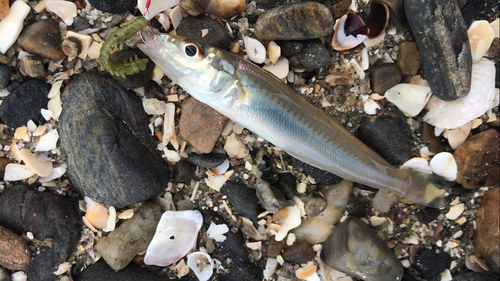 シロギスの釣果