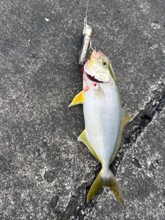 ショゴの釣果