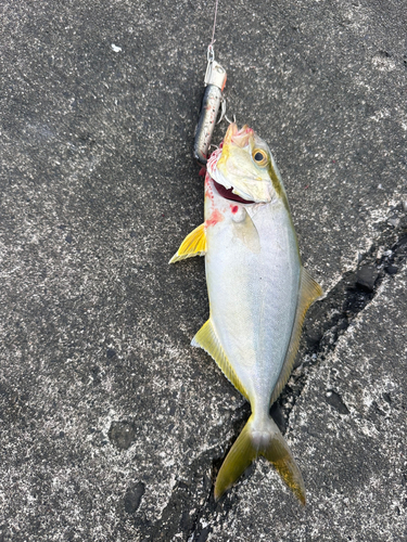 ショゴの釣果