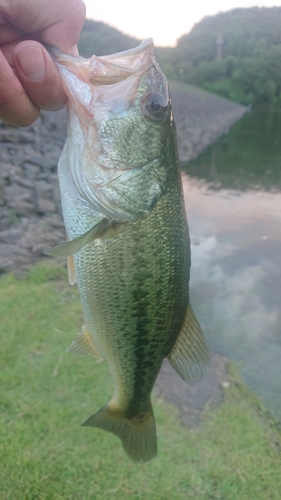 ラージマウスバスの釣果