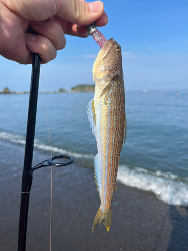 オキエソの釣果