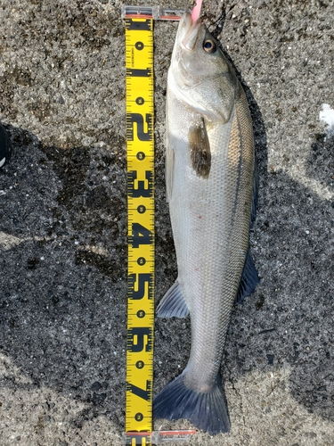 シーバスの釣果