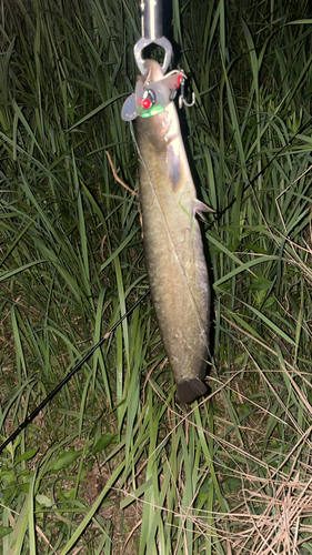 ナマズの釣果