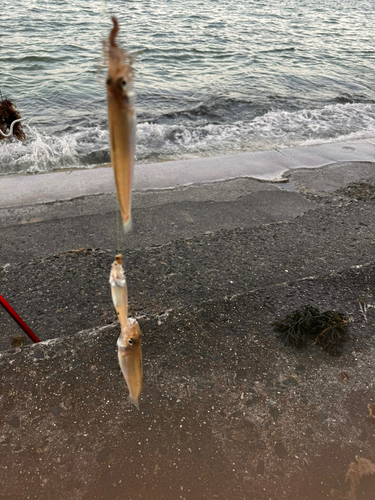 キスの釣果