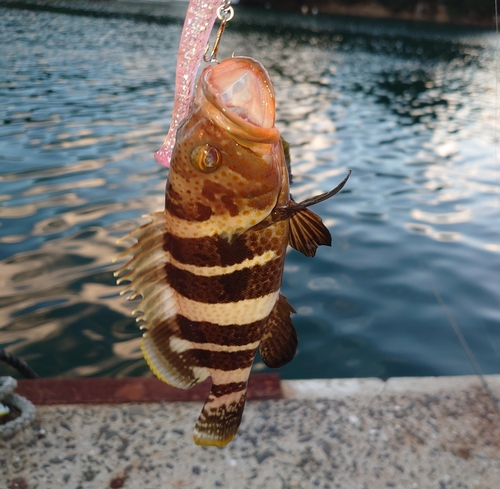 アオハタの釣果