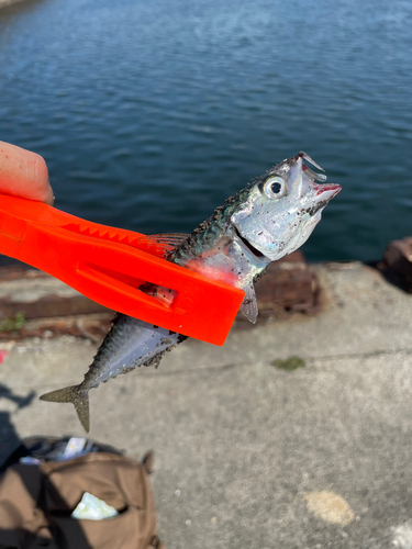 サバの釣果