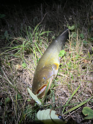 ナマズの釣果