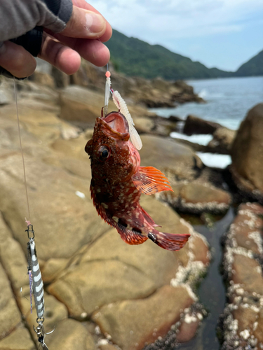 ガシラの釣果