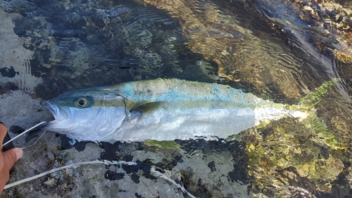 ヒラマサの釣果