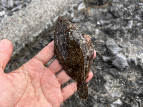 カレイの釣果