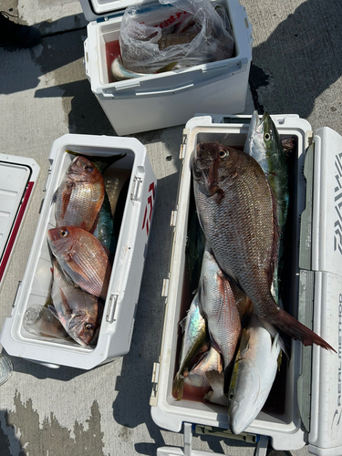 マダイの釣果