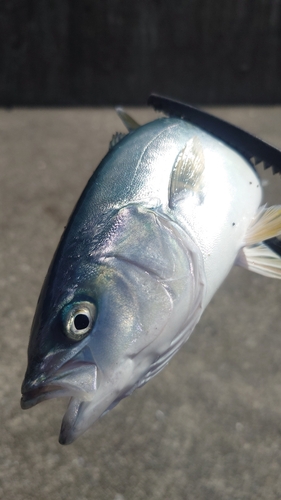 ワカシの釣果