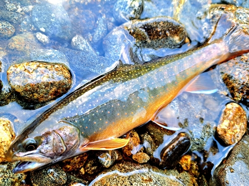 オショロコマの釣果