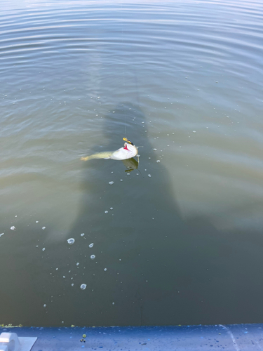 ナマズの釣果