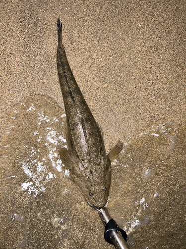 マゴチの釣果