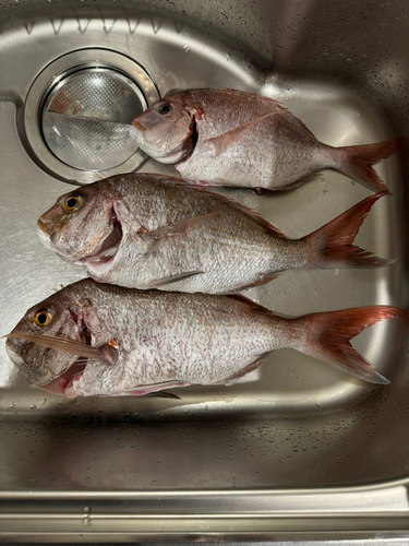 マダイの釣果