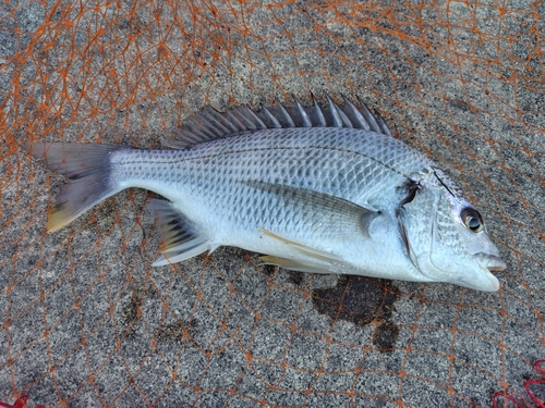 キビレの釣果