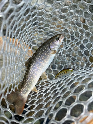 イワナの釣果