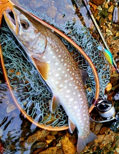 アメマスの釣果