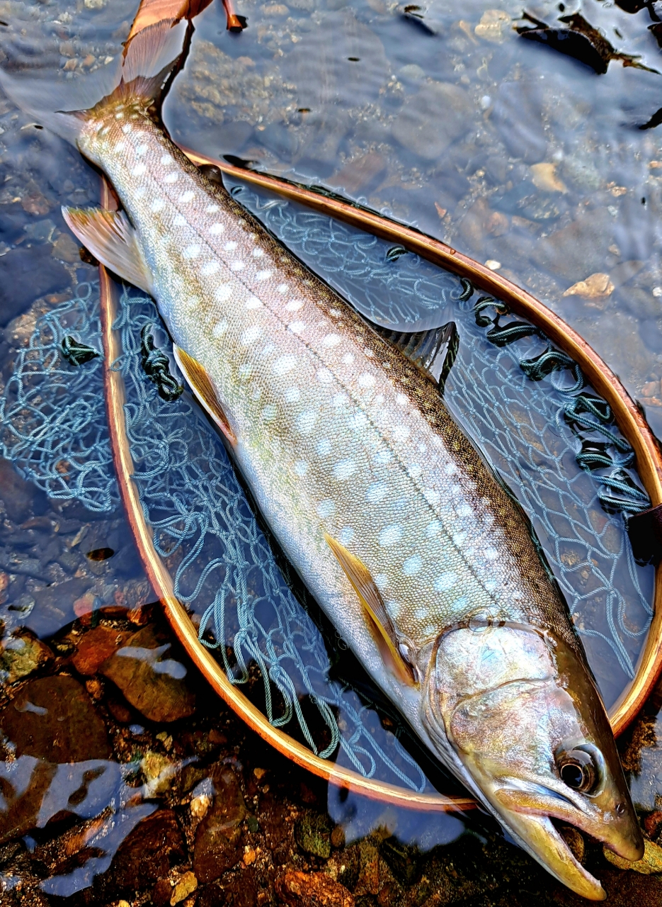 アメマス