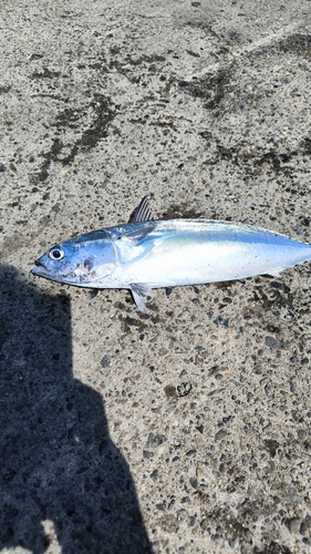 ソウダガツオの釣果