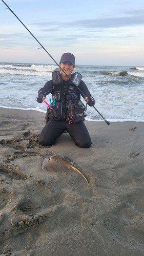 アカエイの釣果