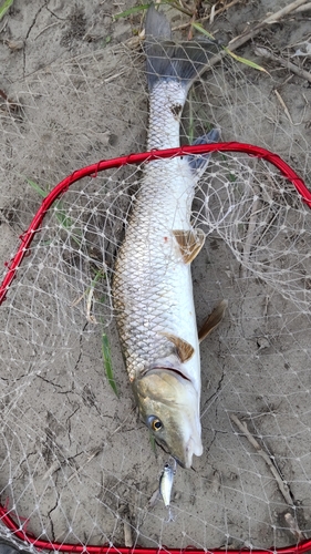 ニゴイの釣果