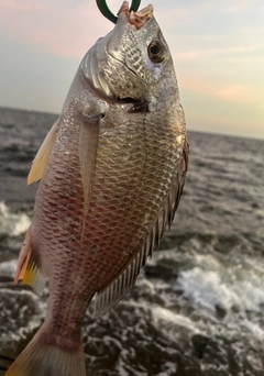 キビレの釣果