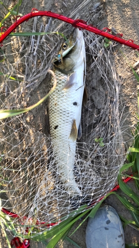 ニゴイの釣果