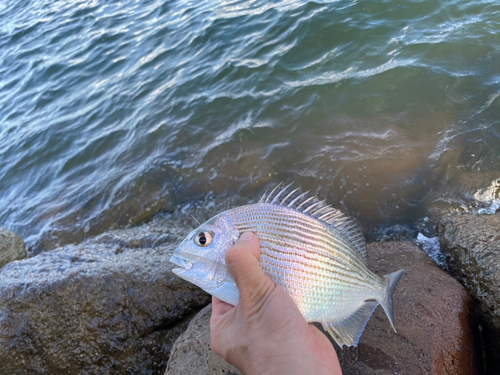 ヘダイの釣果