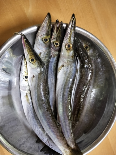 カマスの釣果