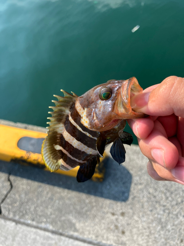 オオモンハタの釣果