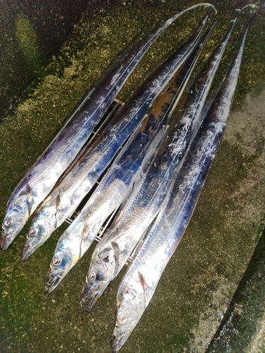 タチウオの釣果