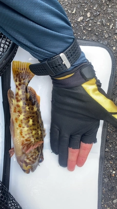 イソゴンベの釣果