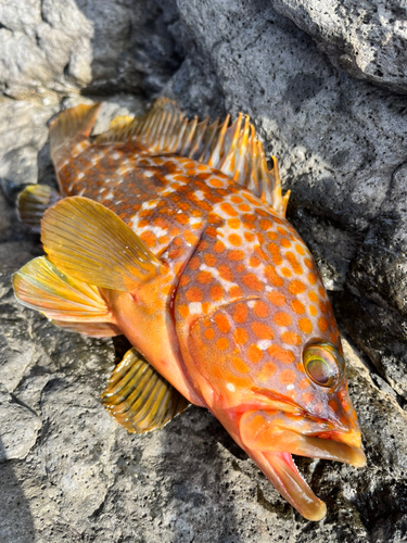 キジハタの釣果