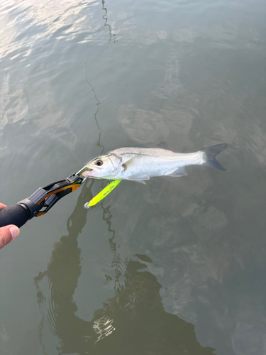 セイゴ（マルスズキ）の釣果