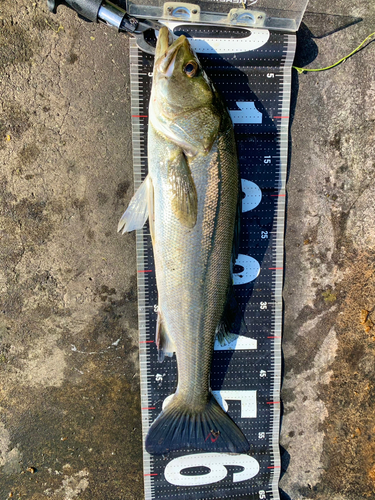 シーバスの釣果