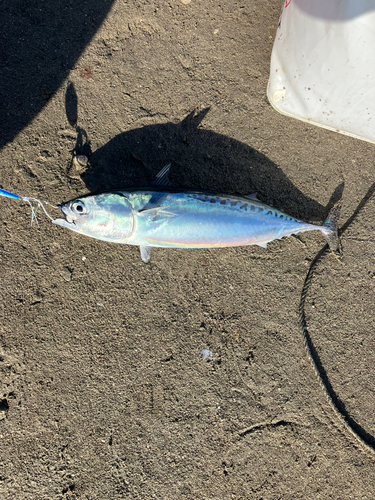 マルソウダの釣果