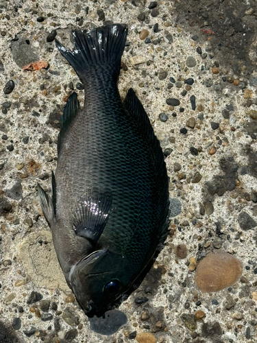 メジナの釣果