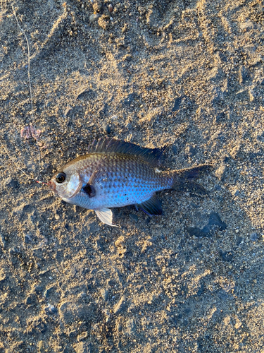 スズメダイの釣果