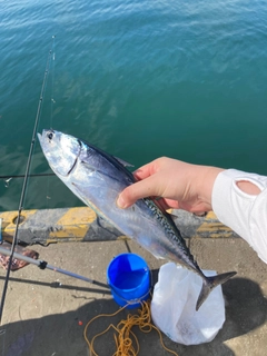 マルソウダの釣果