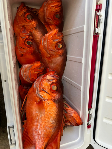 チカメキントキの釣果