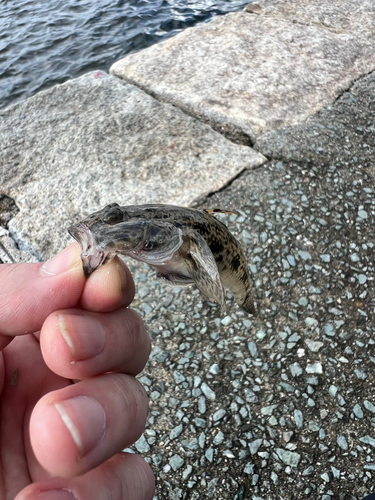 ハゼの釣果