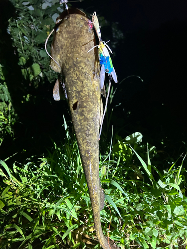 ナマズの釣果