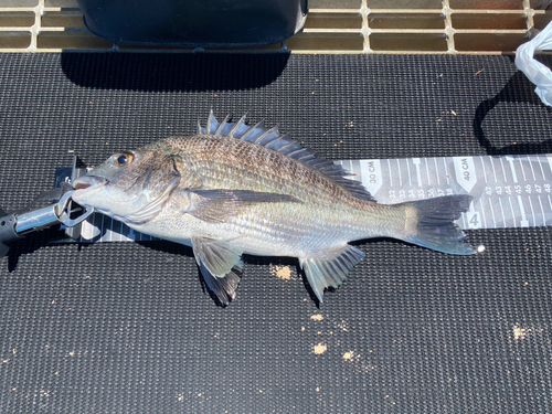 チヌの釣果