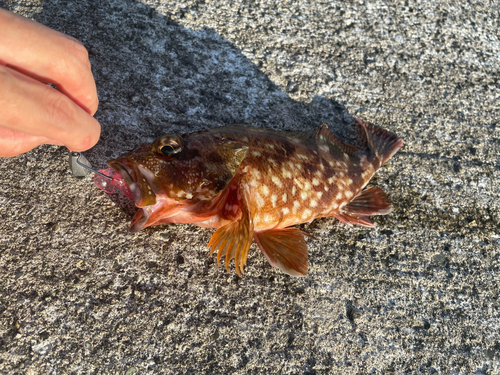 カサゴの釣果