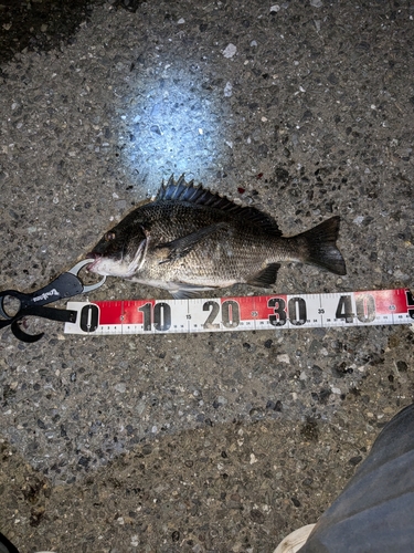 クロダイの釣果